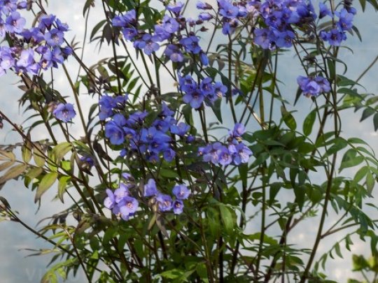 Wielosił rozesłany