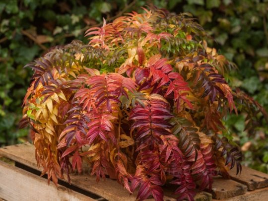 Wielosił rozesłany