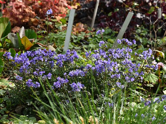 Wielosił rozesłany