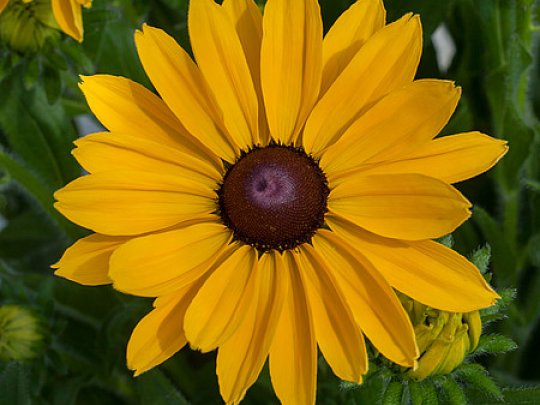 Rudbekia