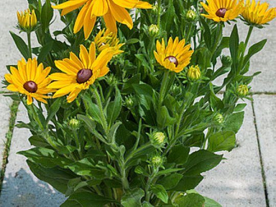 Rudbekia