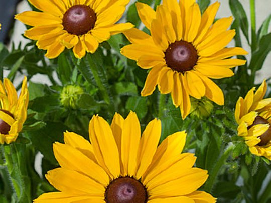 Rudbekia