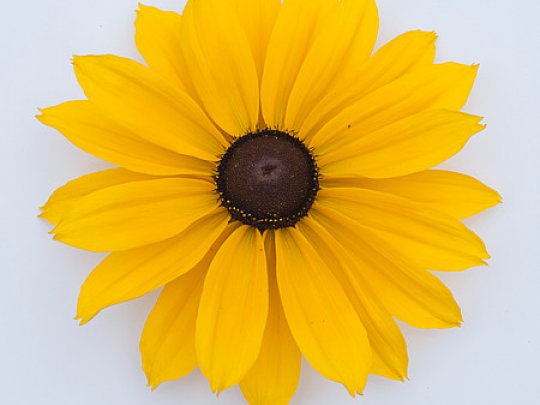 Rudbekia