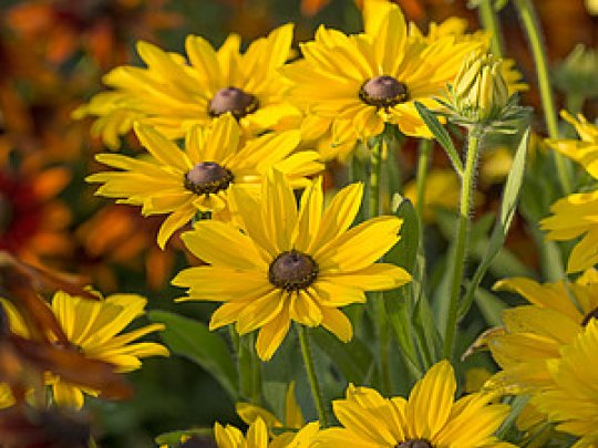 Rudbekia