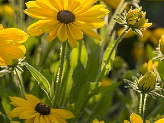 Rudbekia