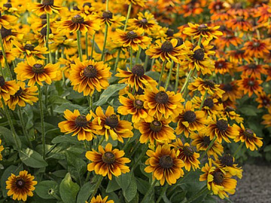Rudbekia