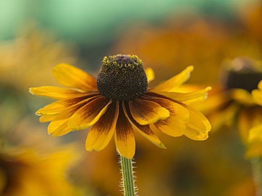 Rudbekia