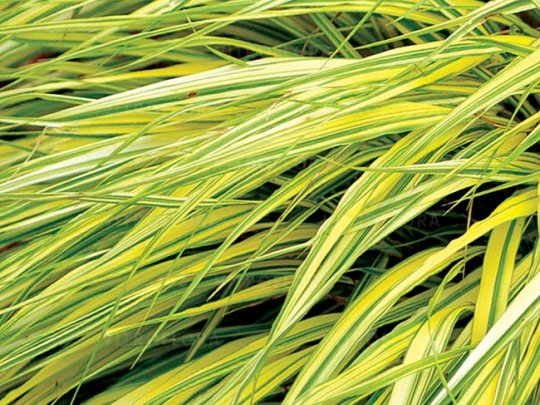 Hakonechloa smukła