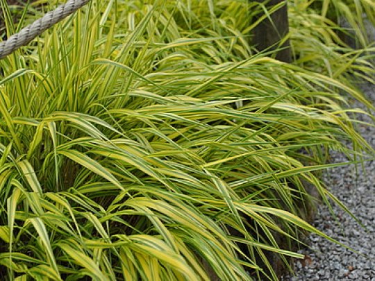 Hakonechloa smukła
