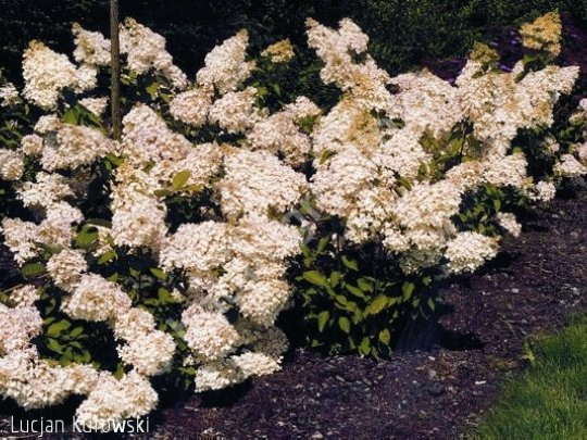 Hortensja bukietowa