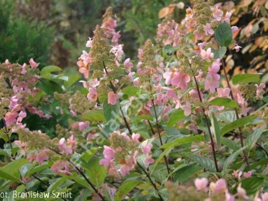 Hortensja bukietowa
