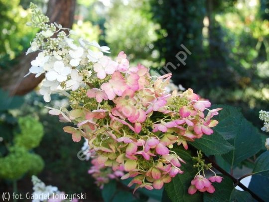 Hortensja bukietowa