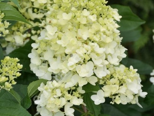 Hortensja bukietowa