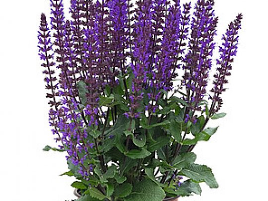 szałwia-omszona-midnight-purple-pokrój