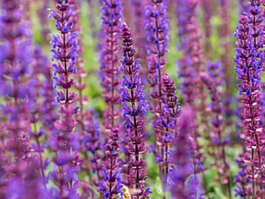 szałwia-omszona-caradonna-pędy