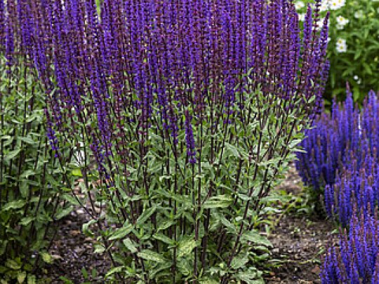 szałwia-omszona-caradonna-kwiat