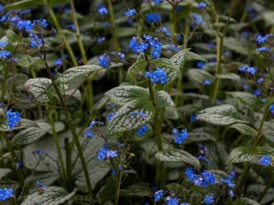 brunnera-silver-heart-kwiaty