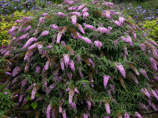 budleja-pink-cascade-krzew