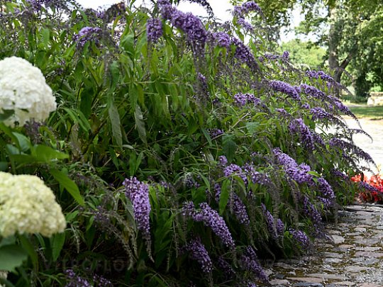 budleja-wisteria-lane-kwiaty