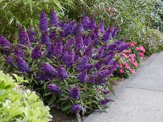 buddleja-butterfly-candy-krzew
