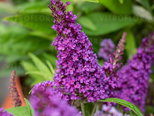 budleja-little-purple-kwiaty