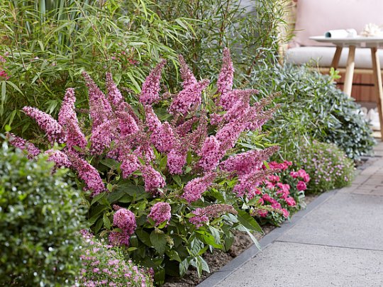 budleja-little-pink-kwiaty