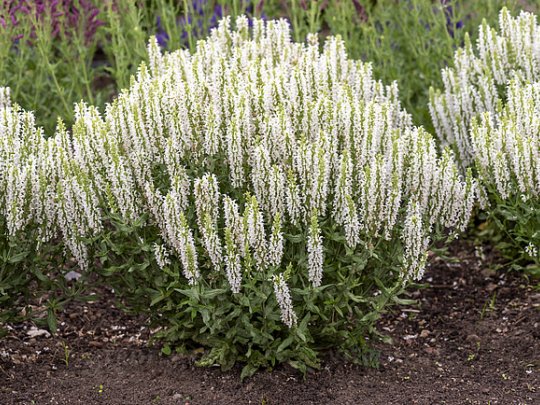 szałwia-omszona-sensation-white-bylina