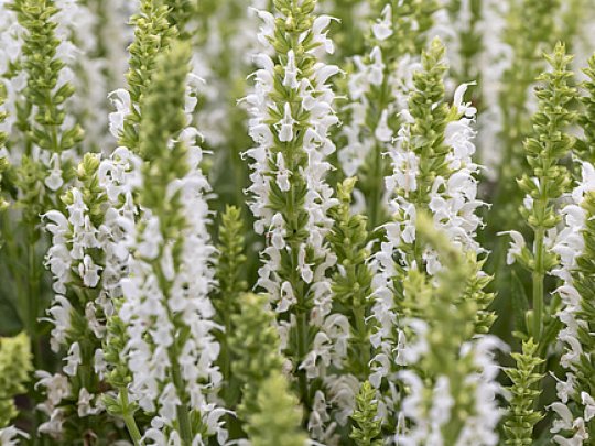 szałwia-omszona-sensation-white-kwiat