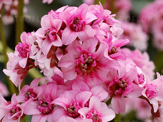 bergenia-sakura-kwiaty-1