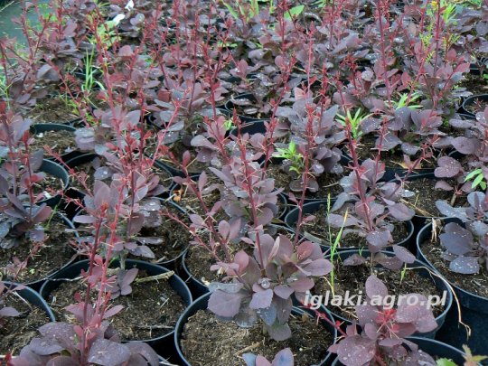 berberys-superba-liscie