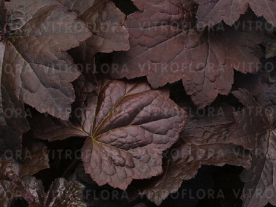 Żurawka drobnokwiatowa