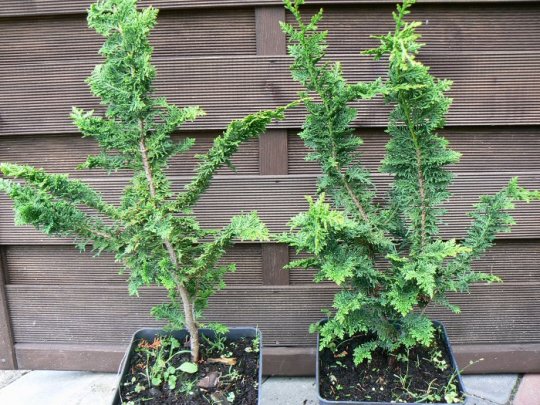 Cyprysik tępołuskowy