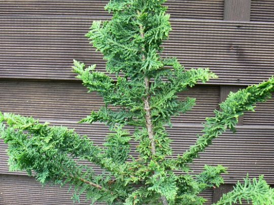 Cyprysik tępołuskowy