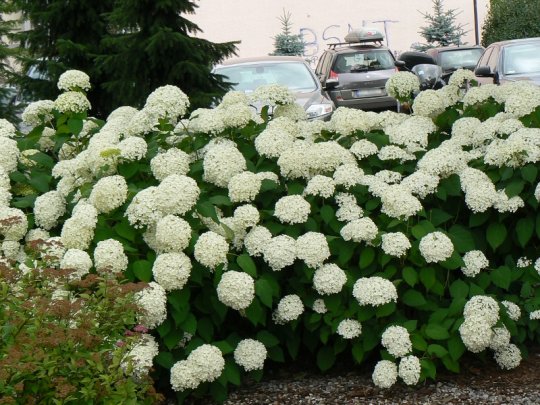 Hortensja krzewiasta