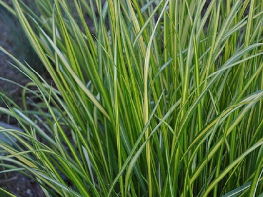 Trzcinnik ostrokwiatowy