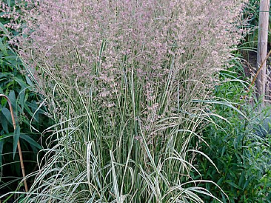 Trzcinnik ostrokwiatowy