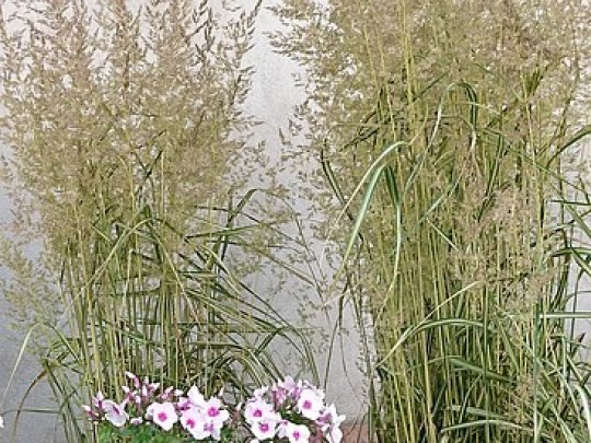 Trzcinnik ostrokwiatowy