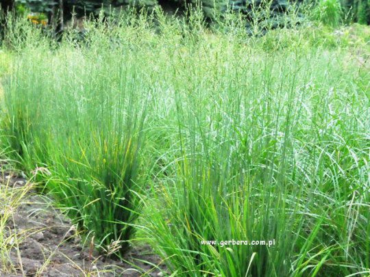 Trzęślica trzcinowata