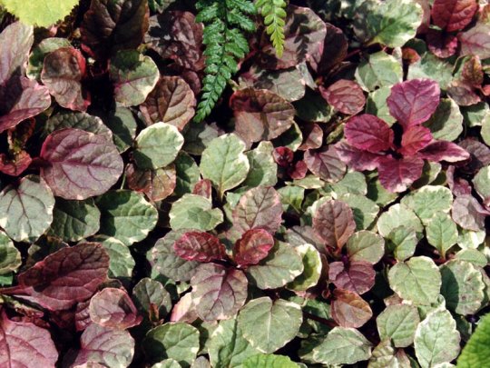 dąbrówka-burgundy-glow-liscie3