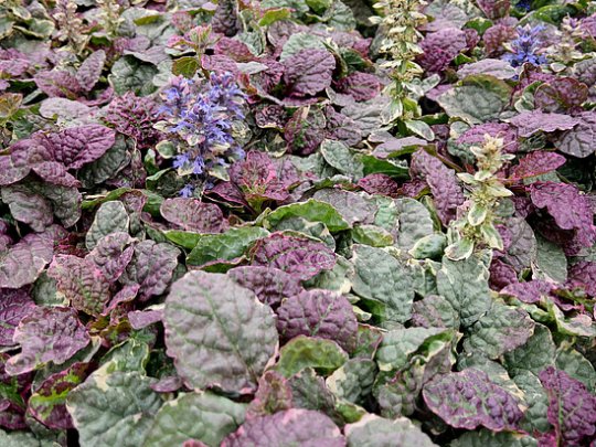 dąbrówka-burgundy-glow-liscie