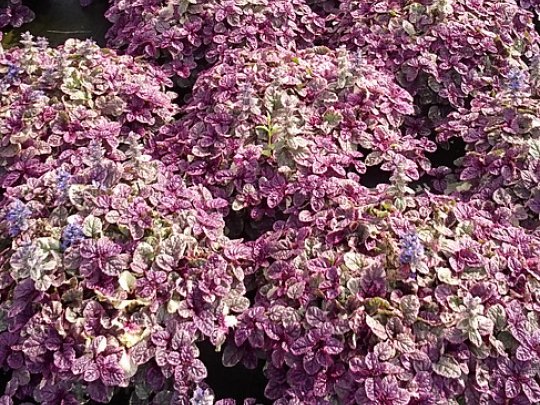 dąbrówka-burgundy-glow-liscie1