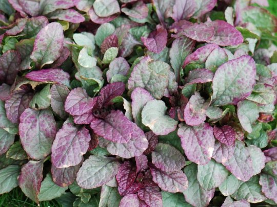 dąbrówka-burgundy-glow-liscie2