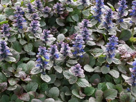 ajuga-burgundy-glow-kwiaty