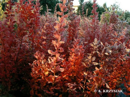 berberis-erecta-krzew