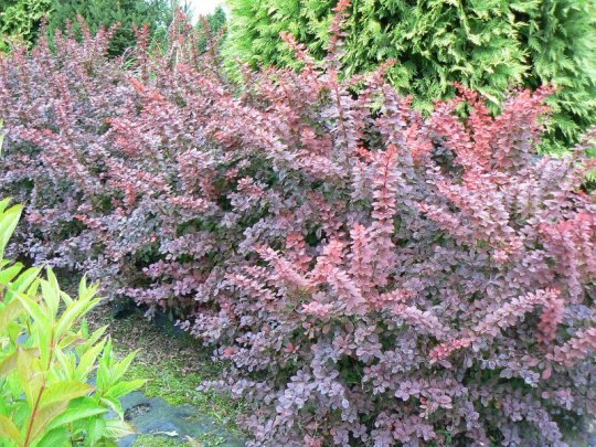 berberis-golden-ring-krzew