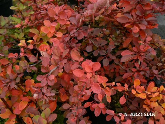berberis-green-carpet-krzew