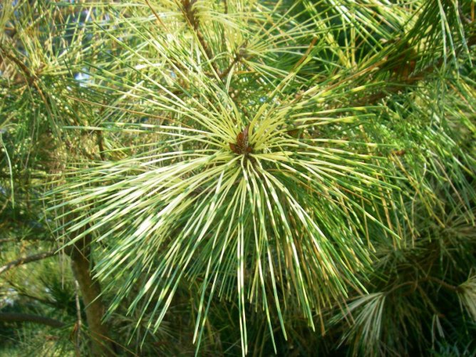 Sosna gęstokwiatowa