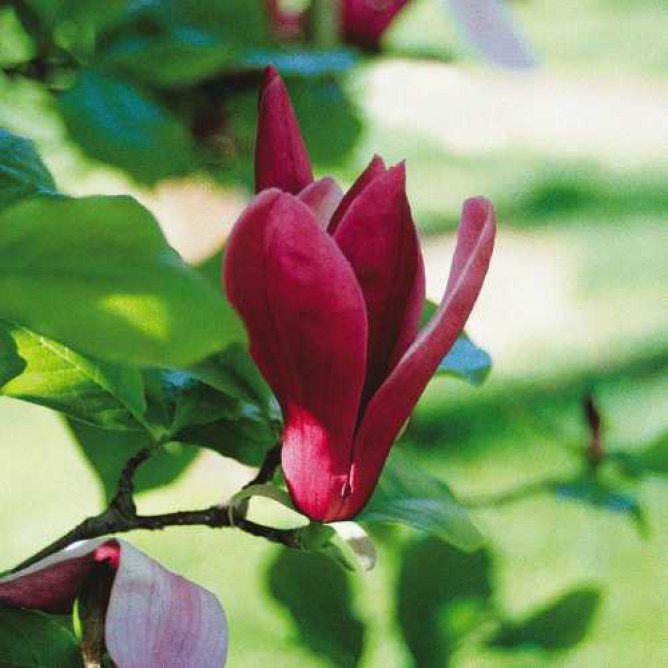 Magnolia