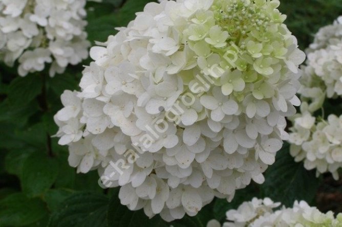 Hortensja bukietowa