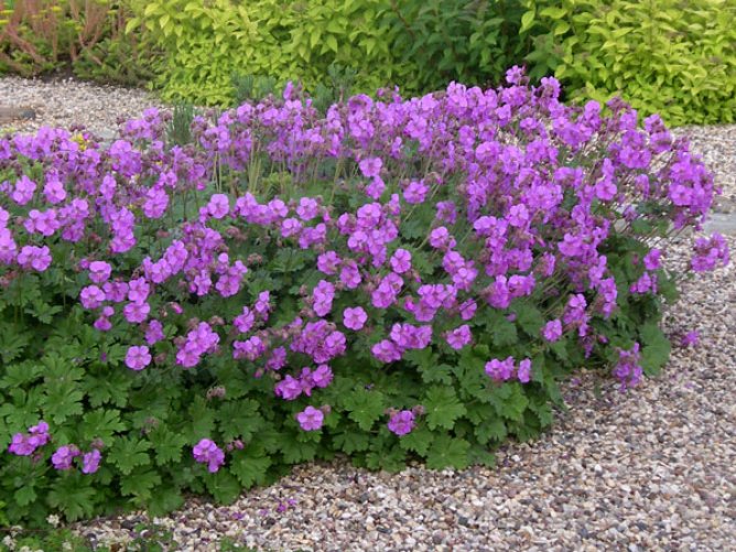 Bodziszek kantabryjski